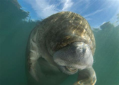 Florida Underwater Animals Deep Sea Creatures Animals