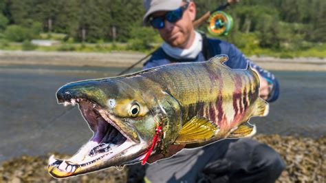 Fly Fishing Big Chum Salmon In A Tiny Alaskan Creek Field Trips With