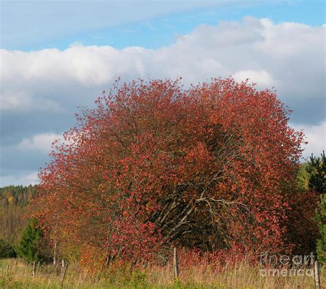 Red Bush Photograph By Esko Lindell