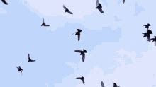 Birds Flying Gifs Tenor