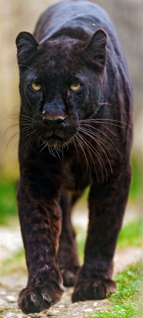 Walking Blacky Black Panther Cat Jaguar Animal Black Panther Animal