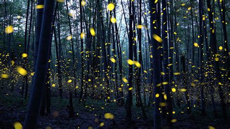 Lightning Bugs Fireflies Call Them What You Will Theyre Awesome