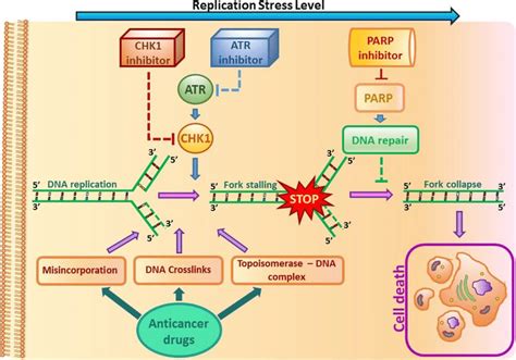 The Role Of Parp Inhibitors In Cancer Therapy Parp Inhibitors Are