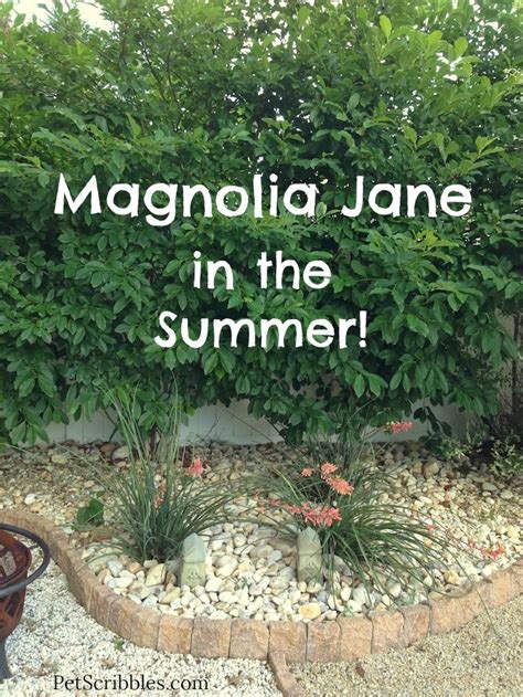 But for a large estate, jane is the better choice. Magnolia Jane in the Summer! | Magnolia tree landscaping ...