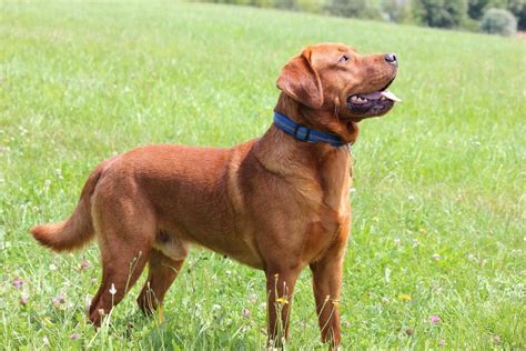 Stunning fox red labrador photo taken during the andy biggar photography course north wales august 2015. Jonny