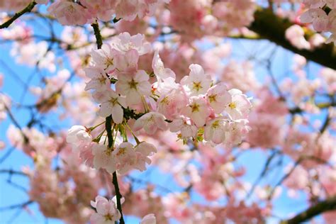 Free Images Tree Branch Sky Flower Petal Spring Blooming Blue