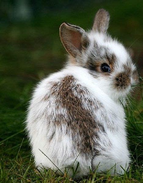Netherland Dwarf Rabbit Informationhistorypictures And Behavior