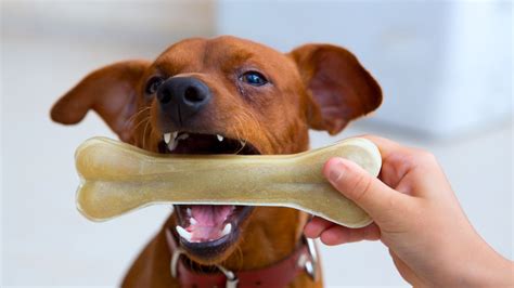 ¿qué Huesos Pueden Comer Los Perros
