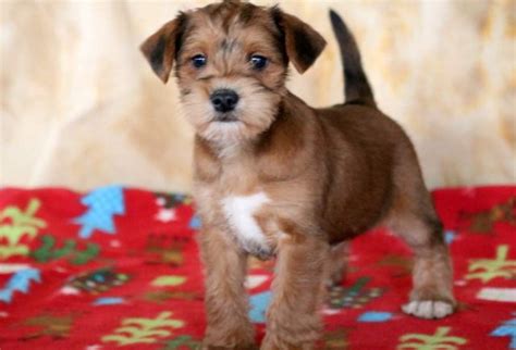 Schnauzer Mix Puppies For Sale Puppy Adoption Keystone Puppies