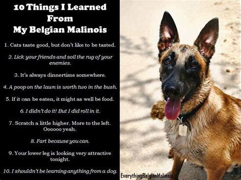 10 Things I Learned From My Belgian Malinois Belgian Malinois