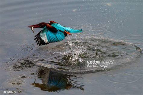 Kingfisher Diving Into Water Photos And Premium High Res Pictures