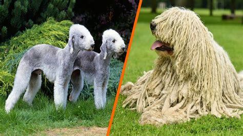 Top 10 Most Unique Dog Breeds In The World Youtube