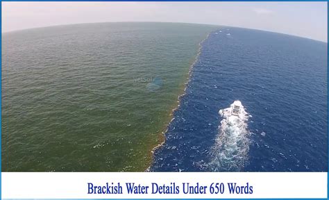 What Is Brackish Water What Are Some Common Uses