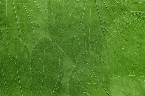 Background From Leaves Of Bright Green Color Stock Photo Download