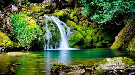 Moss Jungle Streams Nature Scenery Hd Wallpaper Preview