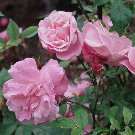 Rosa Old Blush In 2 Gallon Pot Fraser Valley Rose Farm