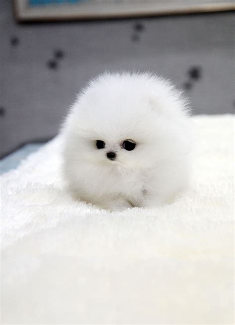 Guaranteeing their 100% health for a year. TEACUP PUPPY: ★Teacup puppy for sale★ White teacup ...