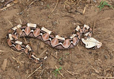 East African Gaboon Viper Bitis Gabonica Gaboon Viper Pet Snake Snake