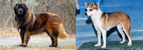 Norwegian Lundehund Vs Estrela Mountain Dog Breed Comparison