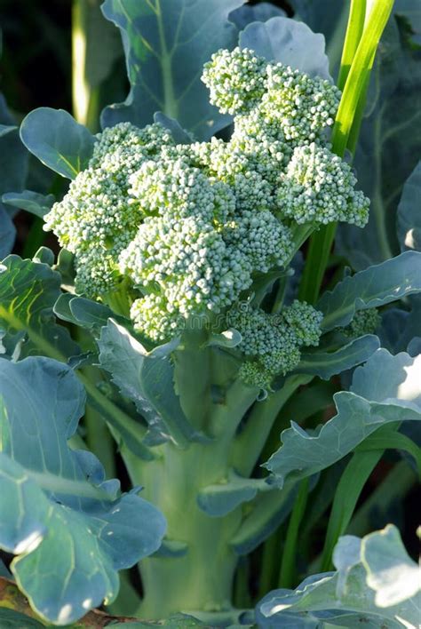 Broccoli Plant Stock Image Image Of Agriculture Vegetables 15312007