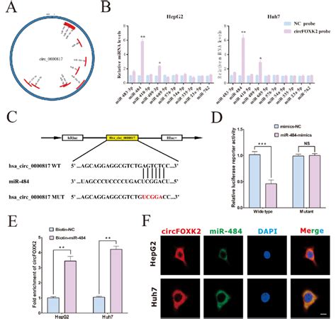 CircFOXK2 Acts As An MiRNA Sponge For MiR 484 In HCC Cells A Map Of