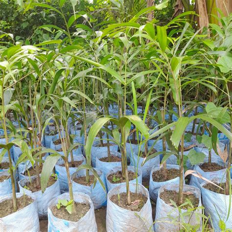 Foxtail palm – horticultureking