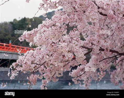 Cherry Blossoms Of Uji Park Uji Kyoto Japan Stock Photo Alamy
