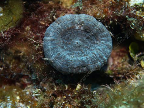 Solitary Disk Coral Stock Image C0065782 Science Photo Library
