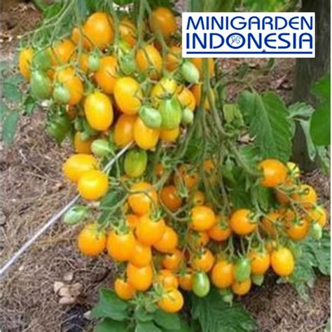 Jual Benih Tomat Mini Kuning Known You Seed F Bibit Tanaman Sayur