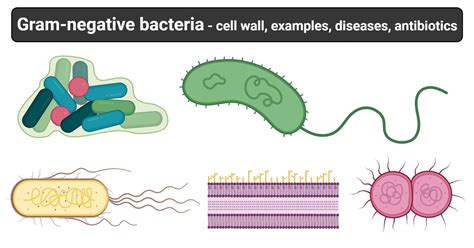 Gram Negative Bacteria Cell Wall Examples Diseases