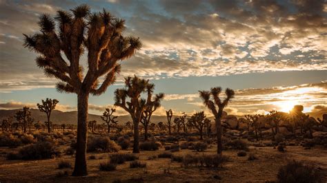 Thanks To Climate Change Joshua Trees Are Endangered