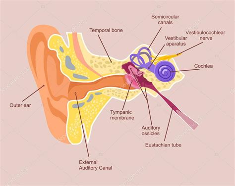 Anatomía Del Oído Humano Sistema Auditivo Vector Plano Ilustración De