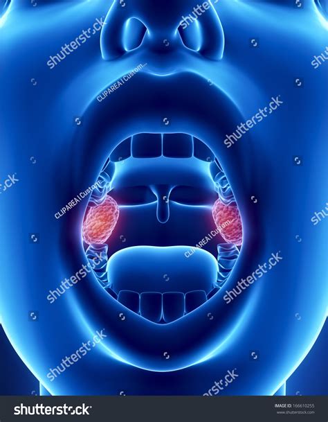 Tonsils Anatomy 库存插图 166610255 Shutterstock