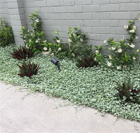 Ground Cover Plants To Use Branching Out Landscape And Design