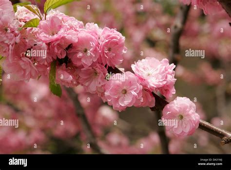Pink Flowers On The Fruit Tree In Blossom Beijing China Stock Photo