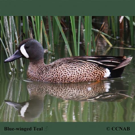 Blue Winged Teal Anas Discors North American Birds Birds Of North