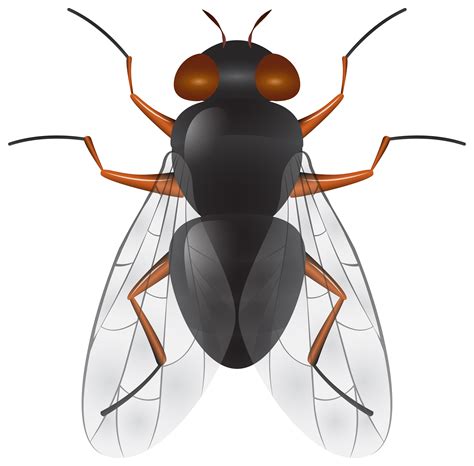 Fly Clipart Png 10 Free Cliparts Download Images On Clipground 2024