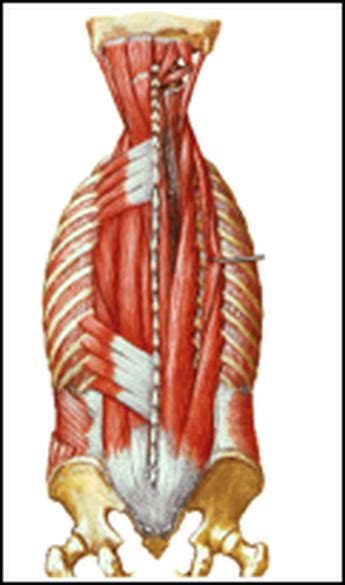 Some of these muscles are quite large and cover broad areas. Muscle Strains of The Lower Back | Roland Jeffery ...