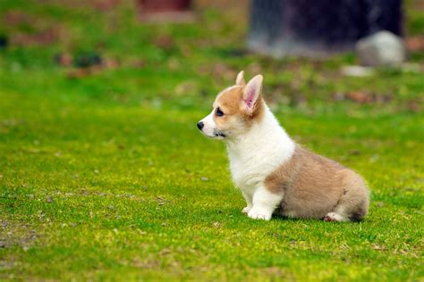 Corgi Puppies Wallpaper 54 Images