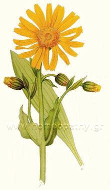 Ανακουφίζει από χτυπήματα, χρησιμοποιείται τοπικά και όχι σε ανοιχτή πληγή μπορεί να αποβεί. Arnica - Homeopathy