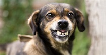 10 fotos de perros salvajes que te robarán el corazón