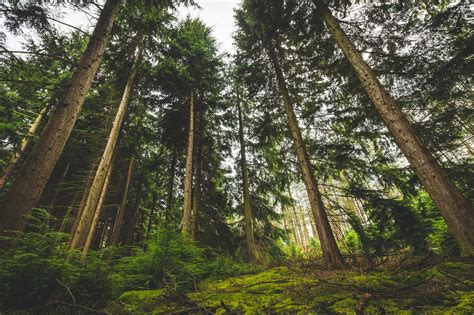 Low Angle View Of Trees On Forest · Free Stock Photo