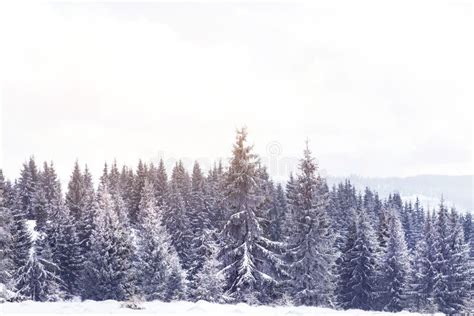 Winter Wonderland Snow On Fir Trees Stock Photo Image Of Frosty