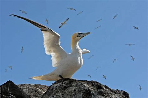 Our Seabirds Bto British Trust For Ornithology