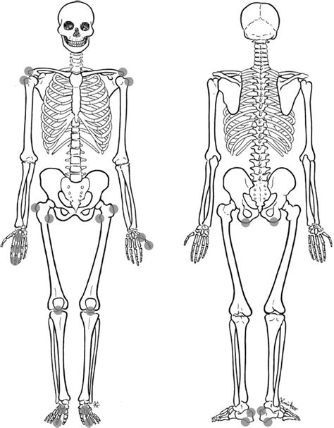 The Importance Of Understanding The Axial Skeleton An Unlabeled Diagram