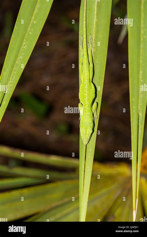 Sleeping Green Anole Anolis Carolinensis Stock Photo Alamy