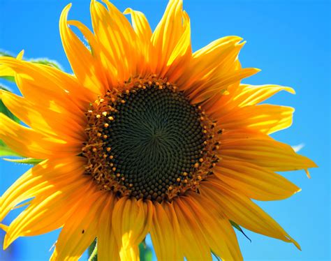 1280x800 Wallpaper Yellow Sunflower Peakpx