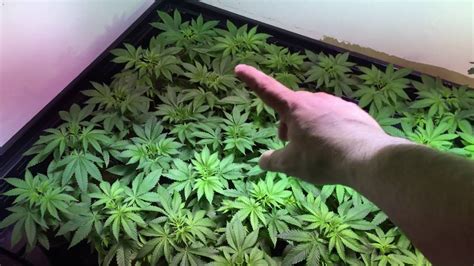 Growveg.com provides garden planning tools, advice and inspiration to help you grow healthy, abundant fruit and vegetables, whatever. Indoor Cannabis Grow Veg Update - YouTube