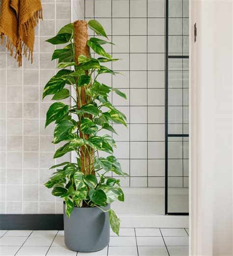 15 Calming Shower Plants To Transform Your Bathroom