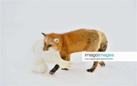 Red Fox Vulpes Vulpes Consuming And Caching An Arctic Fox Alopex